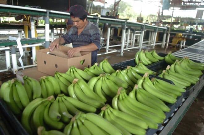 Arrecia persecución de los trabajadores de la Bananera en Bocas del Toro